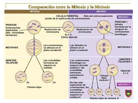 Cuadros comparativos entre Mitosis y Meiosis  con imágenes  | Biología ...