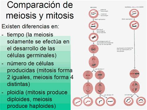 Cuadros comparativos entre Mitosis y Meiosis | Cuadro Comparativo ...