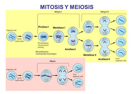 Cuadros comparativos entre Mitosis y Meiosis | Cuadro ...