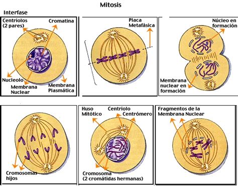 Cuadros comparativos sobre Mitosis y Meiosis | Cuadro Comparativo