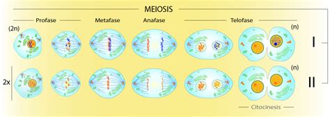 Cuadros comparativos sobre Mitosis y Meiosis | Cuadro Comparativo