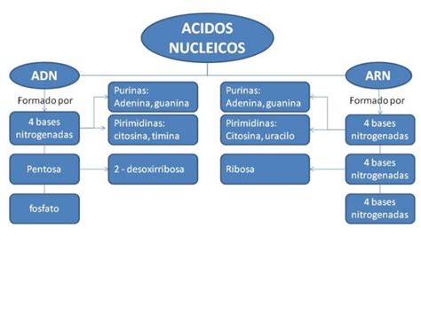Cuadros sinópticos sobre ácidos nucleicos: Tipos | Cuadro Comparativo