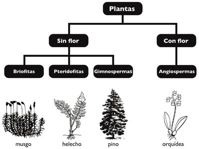 Cuadros sinópticos sobre las plantas: Clasificación y ...