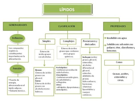 Cuadros sinópticos sobre lípidos: Clasificación de los lípidos | Cuadro ...