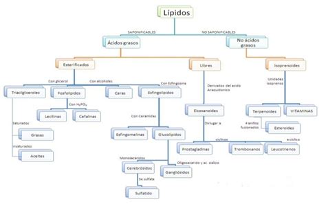 Cuadros sinópticos sobre lípidos: Clasificación de los ...