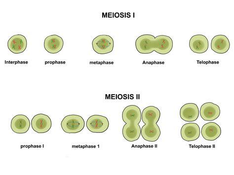 Cuadros sinópticos sobre mitosis y meiosis : Diferencias | Cuadro ...