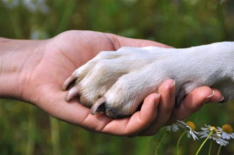 ¿Cuál es el origen de la amistad perro humano? ¡Conócelo aquí!