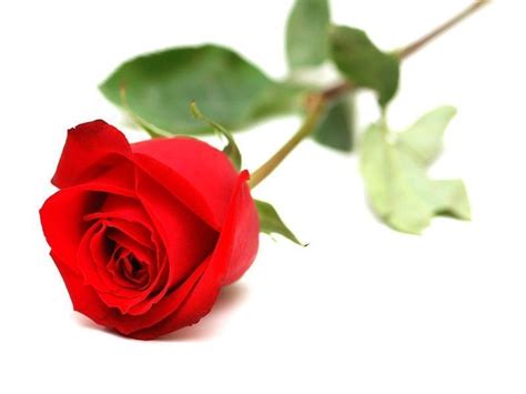 Cual es el Origen de Regalar una Rosa Roja el día de Sant ...