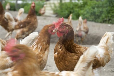 ¿Cuál es el peso objetivo de las gallinas ponedoras? | Geniolandia
