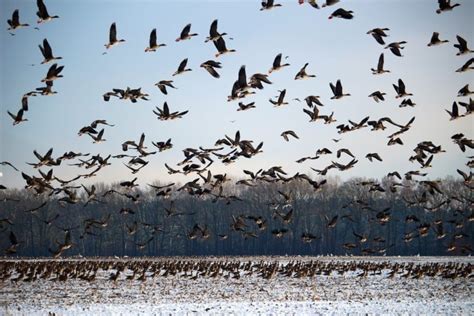 ¿Cuál es el secreto de las aves migratorias?   Ambientum