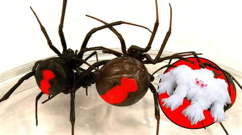 Cual es la araña mas venenosa del mundo?   YouTube