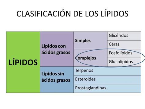 ¿Cuál es la clasificación de los lípidos?   Brainly.lat