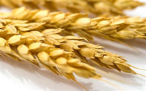 ¿Cuál es la diferencia entre el centeno y el trigo en apariencia?