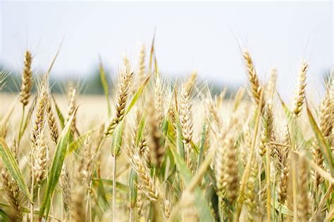 Cuál es la diferencia entre el trigo y el triticale
