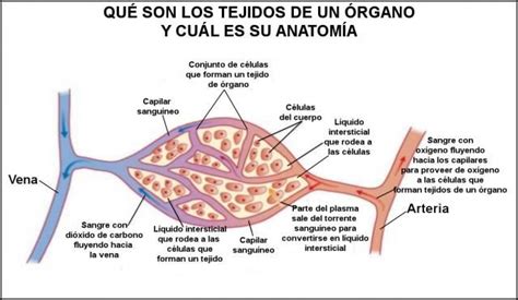 Cuál es la diferencia entre tejido, célula y un órgano en ...
