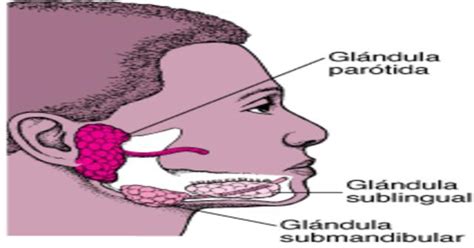 Cuál es la funcion de las glándulas salivales