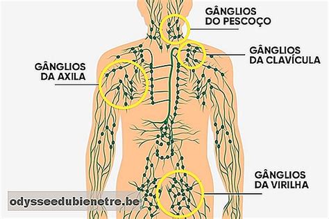 ¿Cuál es la función de los ganglios linfáticos y dónde se ...