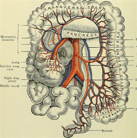 ¿Cuál es la función del intestino grueso?   Curiosoando