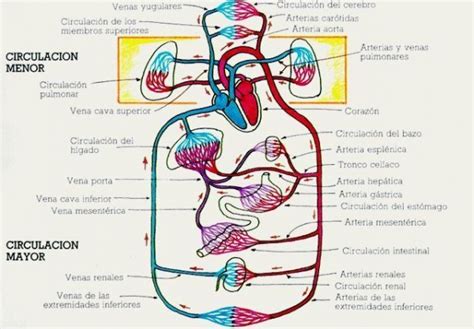 Cuál es la función del sistema circulatorio