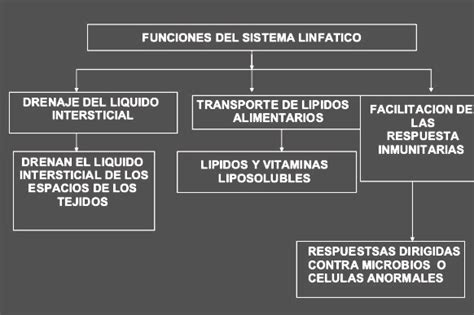 Cuál es la función del sistema linfático   Sistema linfatico