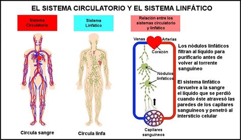 ¿Cuál es la función del sistema linfático? Descúbrelo aquí.