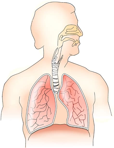 ¿Cual es la función del sistema respiratorio en el cuerpo? ¿Por qué es ...
