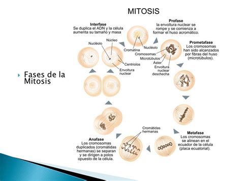 ¿Cuál es la Importancia de la MITOSIS?   Definición y Funciones