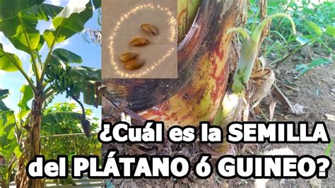 Cual es la semilla del PLATANO o GUINEO?  2019  LA VERDAD ...