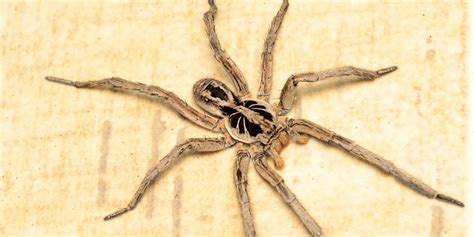 Cuáles son las arañas más venenosas y peligrosas del mundo ...
