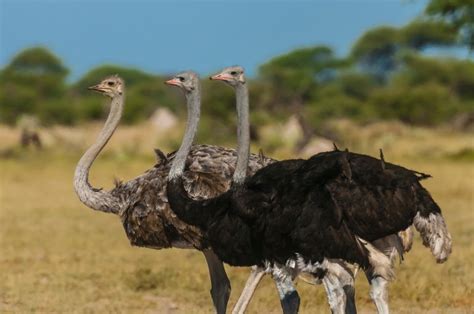 ¿Cuáles son las características del avestruz? ️ ...