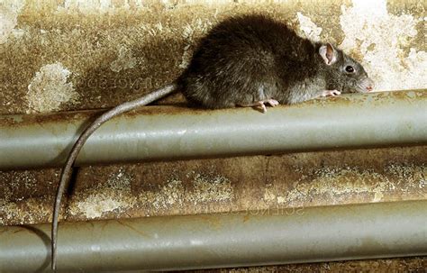 Cuáles son las especies de rata más comunes – Sooluciona