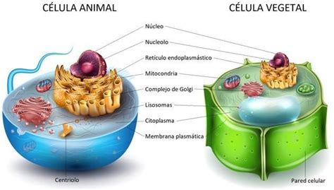 cuales son las estructuras exclusivas de las celulas ...
