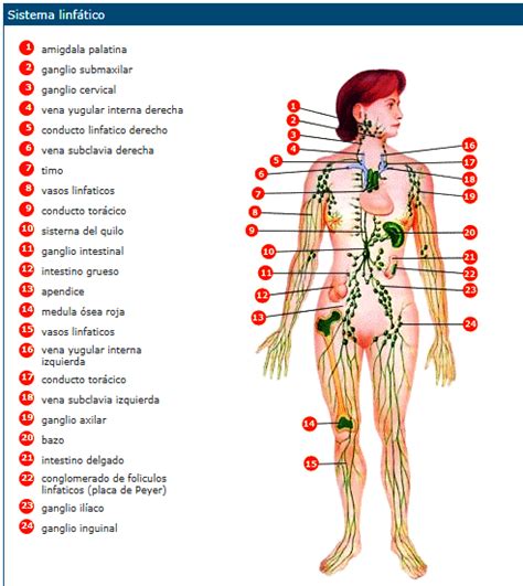 ¿Cuáles son las estructuras que conforman el sistema ...