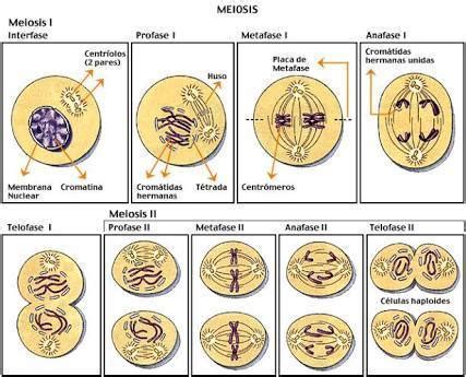 Cuáles son las etapas de la mitosis y meiosis?   Brainly.lat