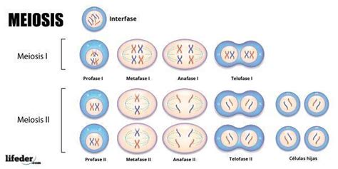 cuales son las fases de la mitosis con gráfico   Brainly.lat