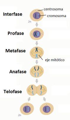 ¿Cuáles son las fases de la mitosis? | Mitosis, Ciclo celular y La meiosis