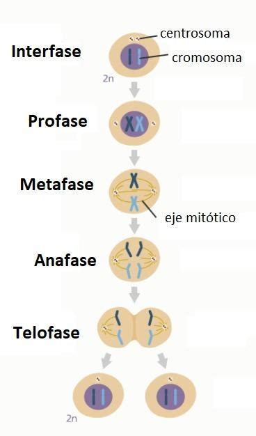 cuales son las fases de las mitosis   Brainly.lat