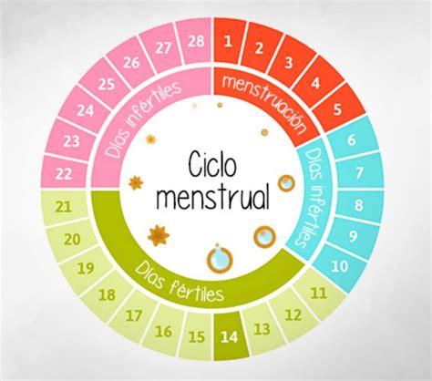 Cuáles son las fases del ciclo menstrual | Madres Hoy
