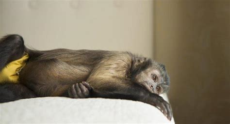 ¿Cuáles son las leyes sobre la compra de monos capuchinos en Ohio?