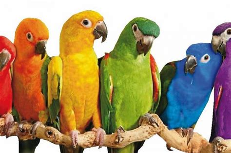 ¿Cuáles son las mejores aves para tener como mascota o ave de compañía?