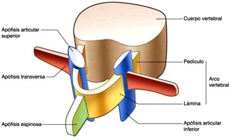 ¿Cuáles son las partes de las vértebras?   Cuerpo humano