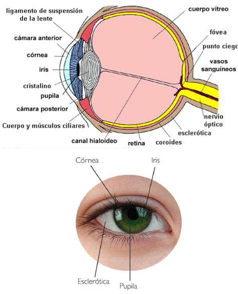 Cuáles son las partes del ojo
