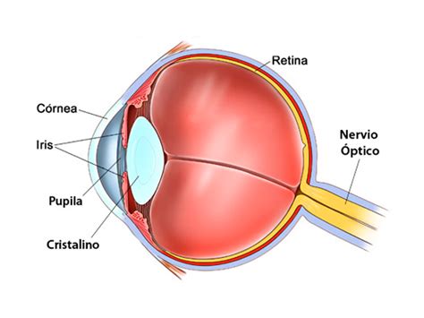 ¿Cuáles son las partes del ojo? ️ » Respuestas.tips