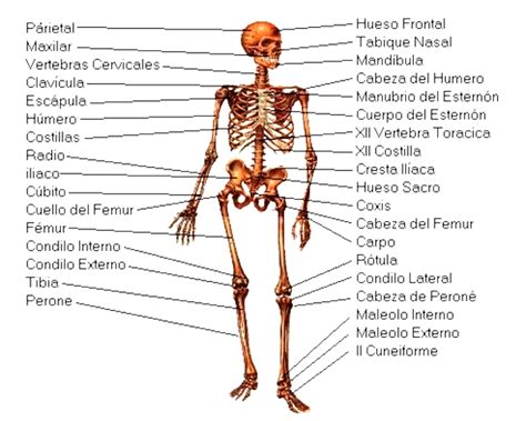 Cuáles son las partes del sistema óseo   Cuerpo humano