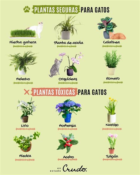 ¿Cuáles son las plantas seguras para gatos y cuáles son ...