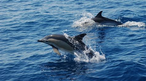 ¿Cuáles son las principales características del delfín? ️ ...
