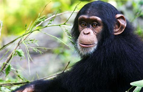 ¿Cuáles son las principales características del mono? ️ ...