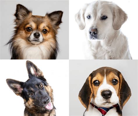 ¿Cuáles son las razas de perros más populares?   Happets Blog