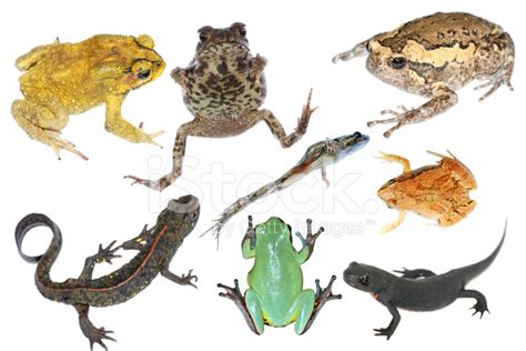 Cuáles son los anfibios y reptiles   Docuciencia