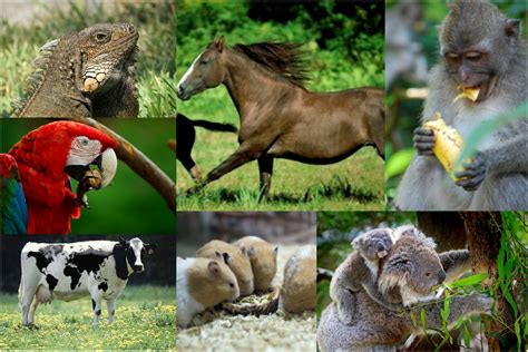 Cuales son los animales herbivoros   Ara blog
